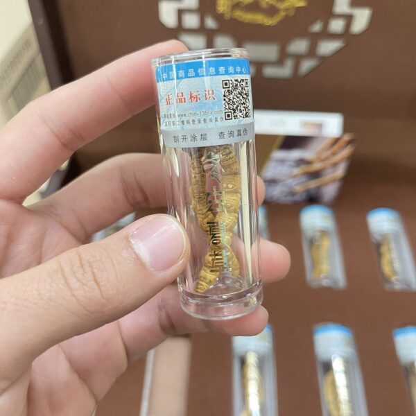 Hình ảnh thực tế đông trùng hạ thảo size vip 20 con - 10 gram