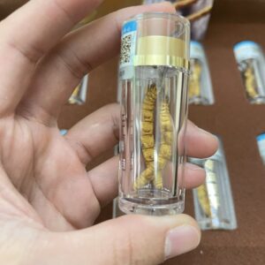 Sie đông trùng loại 20 con 10 gram to đẹp hàng VVIP