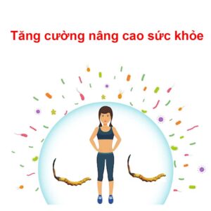 Công dụng cực tốt cho sức khỏe của đông trùng hạ thảo Tây Tạng