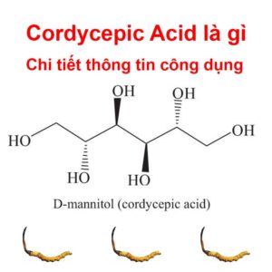 Cordycepic Acid thông tin chi tiết