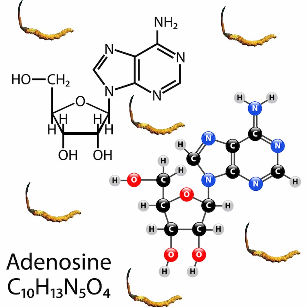 Adenosine là gì công dụng ra sao? Adenosine là gì công dụng ra sao?