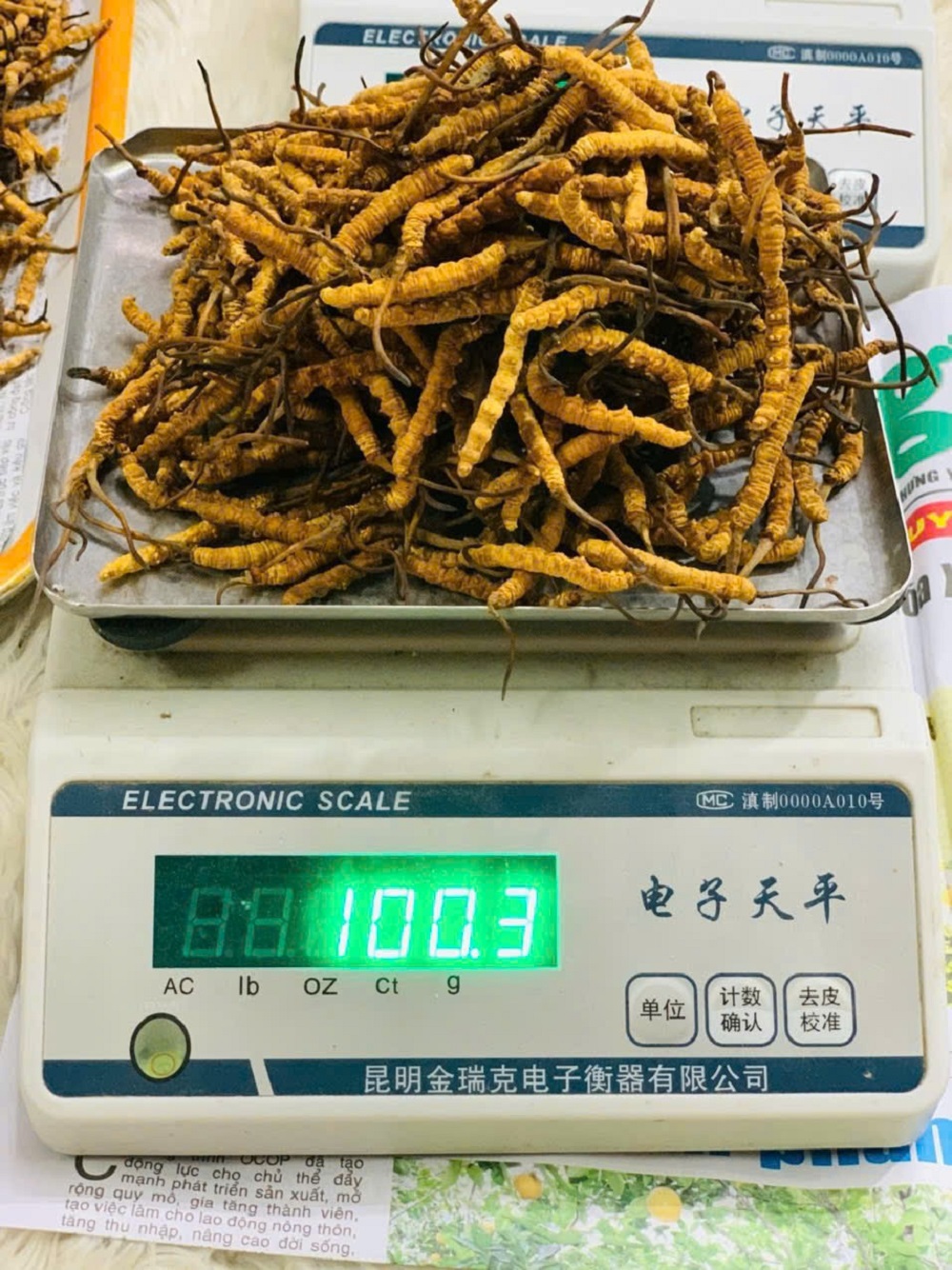 Đông trùng hạ thảo Tây Tạng hỗ trợ bệnh gì? Đông trùng hạ thảo Tây Tạng hỗ trợ bệnh gì?