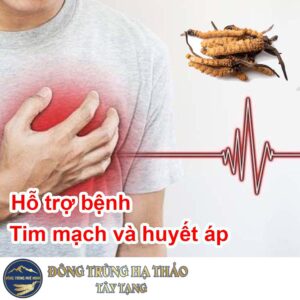 Đông trùng hạ thảo hỗ trợ bệnh tim mạch và huyết áp