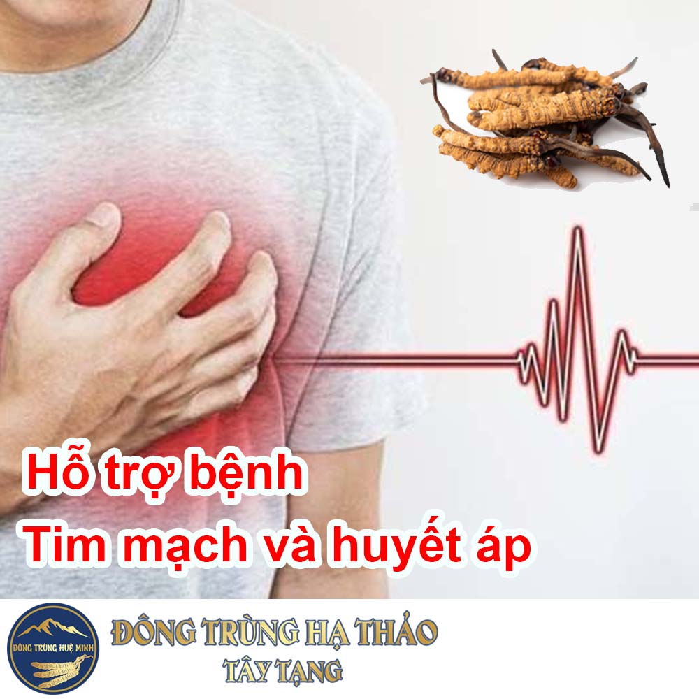 Đông trùng hạ thảo hỗ trợ bệnh tim mạch và huyết áp Đông trùng hạ thảo hỗ trợ bệnh tim mạch và huyết áp