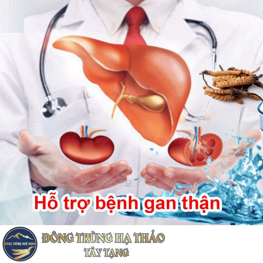 Đông trùng hạ thảo hỗ trợ bệnh về gan và thận Đông trùng hạ thảo hỗ trợ bệnh về gan và thận