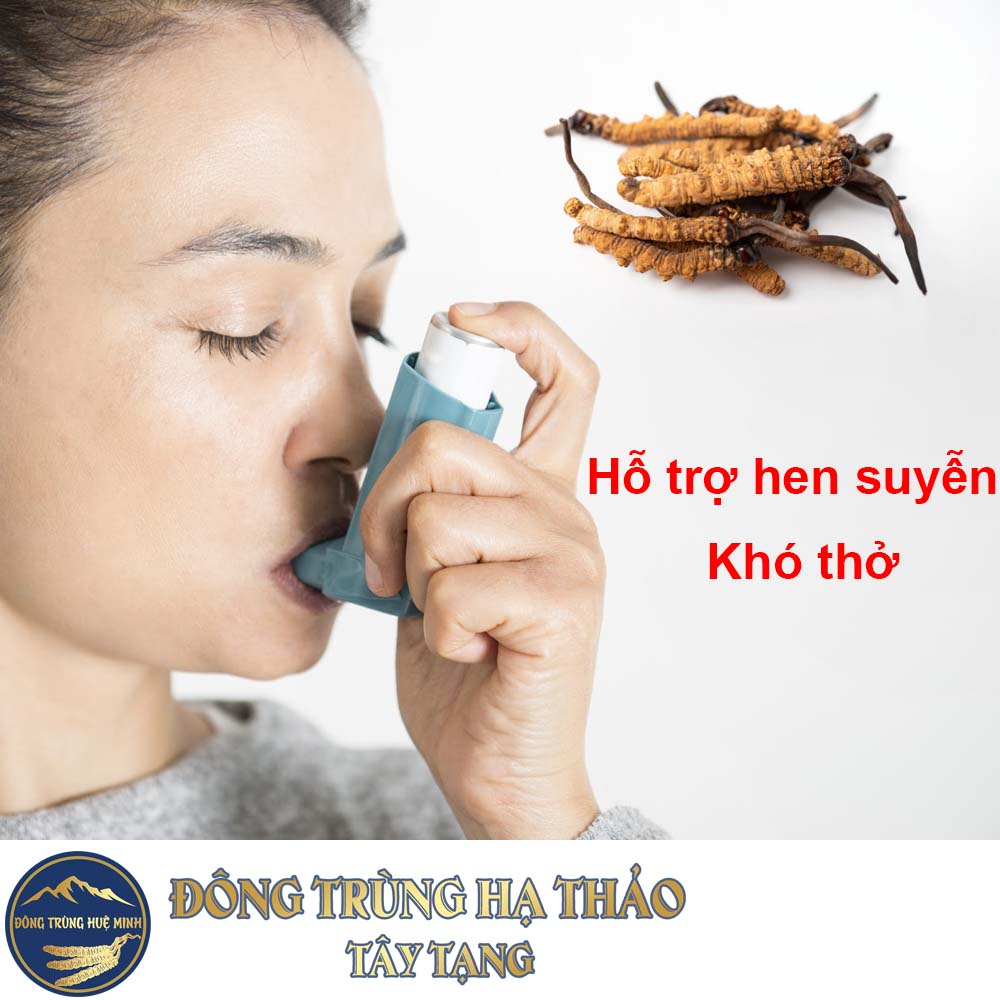 Đông trùng hạ thảo hỗ trợ bệnh hen suyễn khó thở Đông trùng hạ thảo hỗ trợ bệnh hen suyễn khó thở