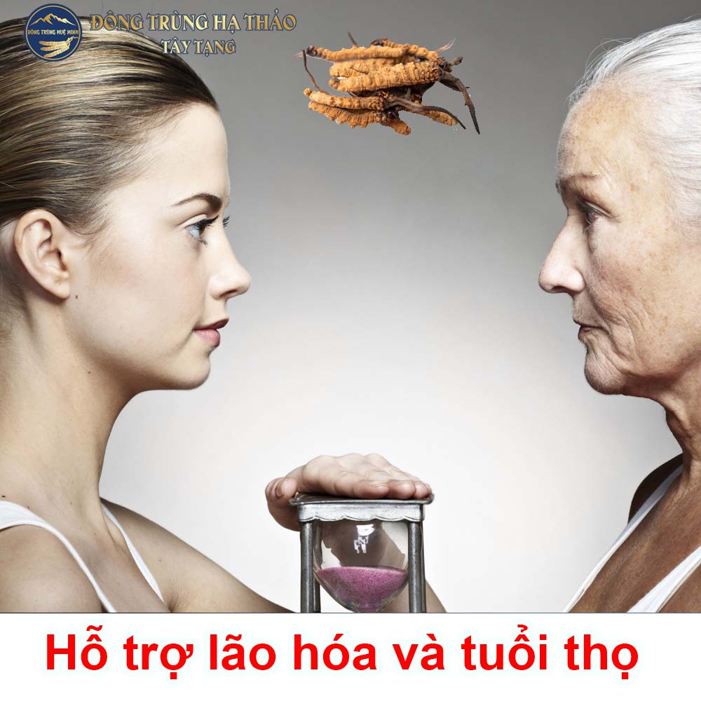 Đông trùng hạ thảo hỗ trợ làm chậm lão hóa, tăng tuổi thọ Đông trùng hạ thảo hỗ trợ làm chậm lão hóa, tăng tuổi thọ