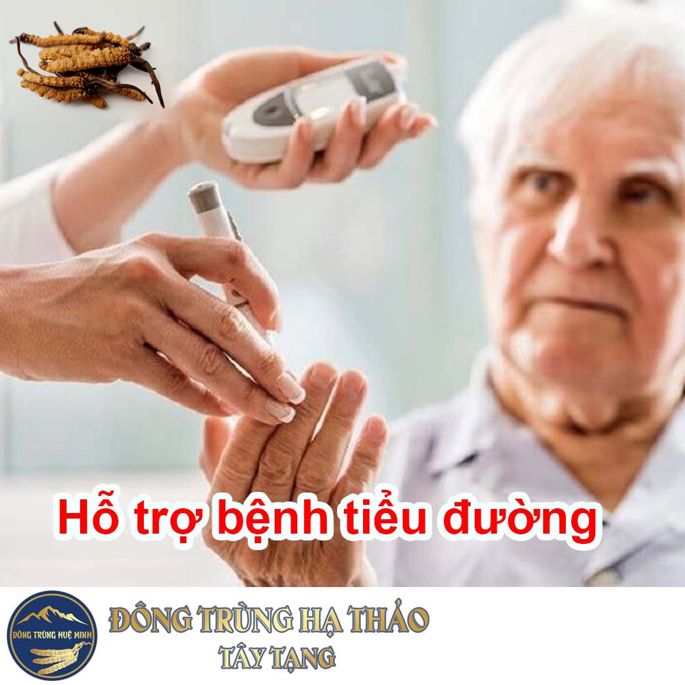 Đông trùng hạ thảo hỗ trợ bệnh tiểu đường Đông trùng hạ thảo hỗ trợ bệnh tiểu đường