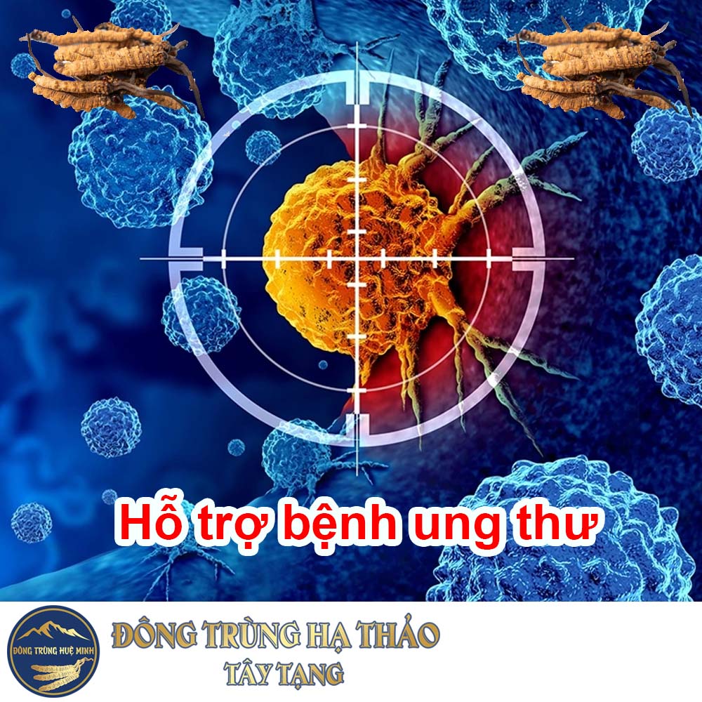 Đông trùng hạ thảo hỗ trợ bệnh ung thư Đông trùng hạ thảo hỗ trợ bệnh ung thư